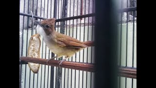 video burung cucak jenggot jawa betina gacor nyerecet
