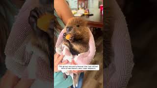 This group rescued a beaver that had drifted onto a tree branch, and I later helped it.