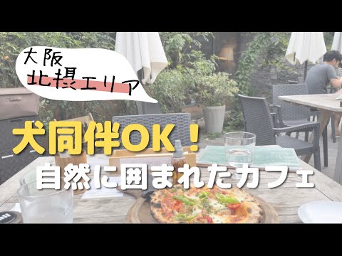 犬同伴okカフェ 大阪 ドッグカフェ おしゃれカフェ Vlog Birdtree Youtube