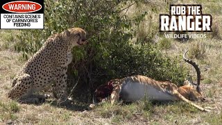 Cheetah Eating An Impala | Maasai Mara Safari | Zebra Plains