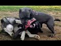 Cane Corso Pins Angry Akita At Dog Park