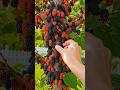 Would You Love This Mulberry Tree?