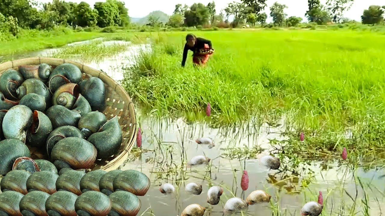 Survival Skills Cooking Catch Snail The Red Cook For Food Survival 