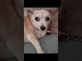 Turbo-Charged Chihuahua