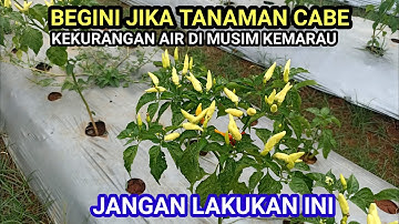 KONDISI TANAMAN CABE DI MUSIM KEMARAU