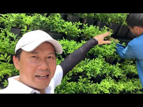 Video Khui hộp loa sân vườn Bose 151 và amply thông minh... - youtube