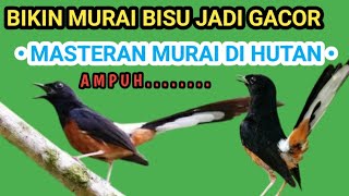 MASTERAN MURAI ALAM LIAR | isian suara murai gacor bikin emosi