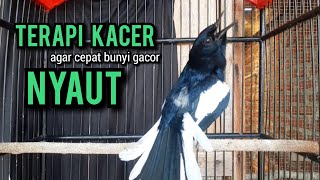 kacer gacor NGEPLONG TARUNG KONSLET ngobra ini paling AMPUH buat PANCINGAN KACER agar EMOSI NYAUT