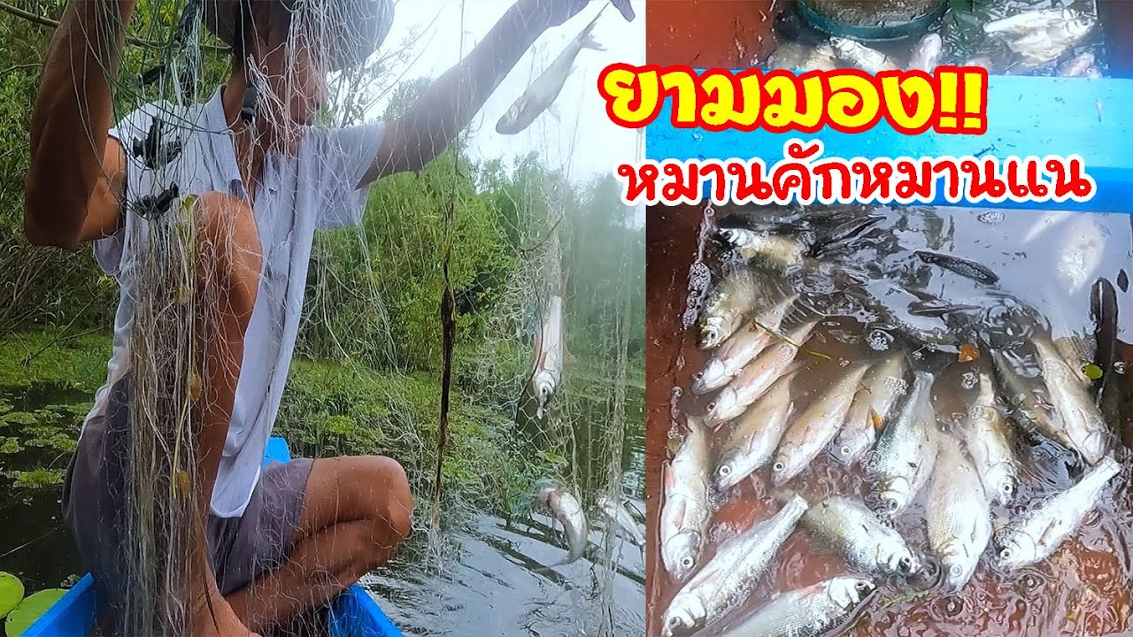 หมานคักหมานแน!! ยามมอง 4 เซน ลึก 20 ตา ปลากุ่มงามๆ - อีสาน บ้านโนน