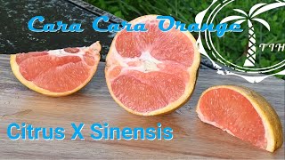 The Juicy Story of Cara Cara Navel Oranges