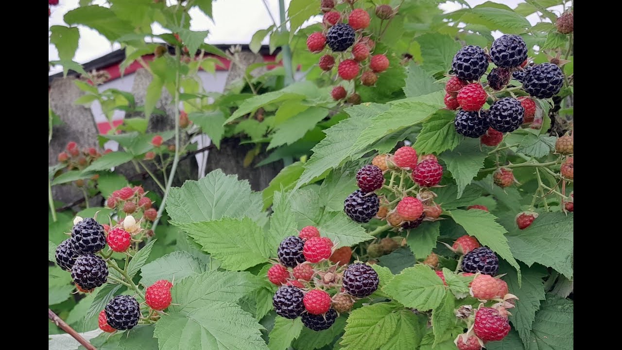 Bristol Black Raspberry Plant