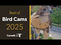 The Best Bird Cams Highlights of 2025