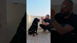 كلبك لما يتغاشم عليك😱كلب الروت وايلر..rottweiler