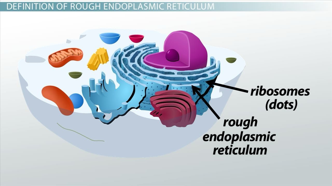 ENDOPLASMIC RETICULUM -D - YouTube