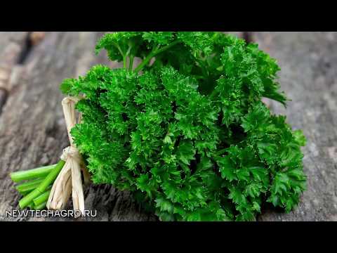Петрушка - высадка рассадой и немного о петрушке