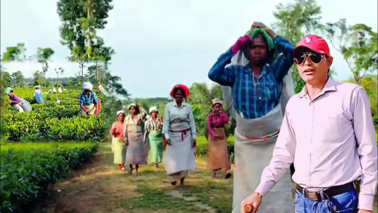 डुवर्स के चाय बगानों का हकीकत | Truth Of Tea Garden Dooars  West Bengal In India | 