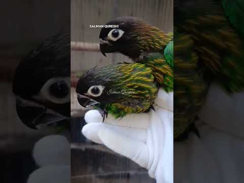 LORY YELLOW STREAKED LORY CHICKS BY SALMAN QURESHI #birds #parrot #lorikeet #rarebird #youtube #fyp