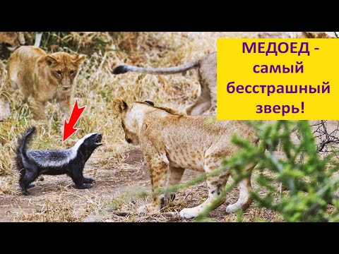 МЕДОЕД - бесстрашие и изобретательность! Наталья Носова