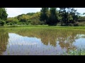 野鳥の歌:里田の風景:wild bird calls