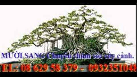 [[[0932351048.]] nhận cắt, tỉa, chăm sóc cây cảnh quận phú nhuận.tphcm