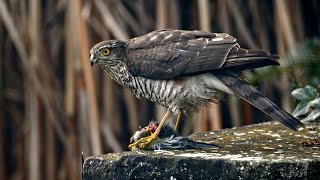 Eurasian sparrowhawk eating prey