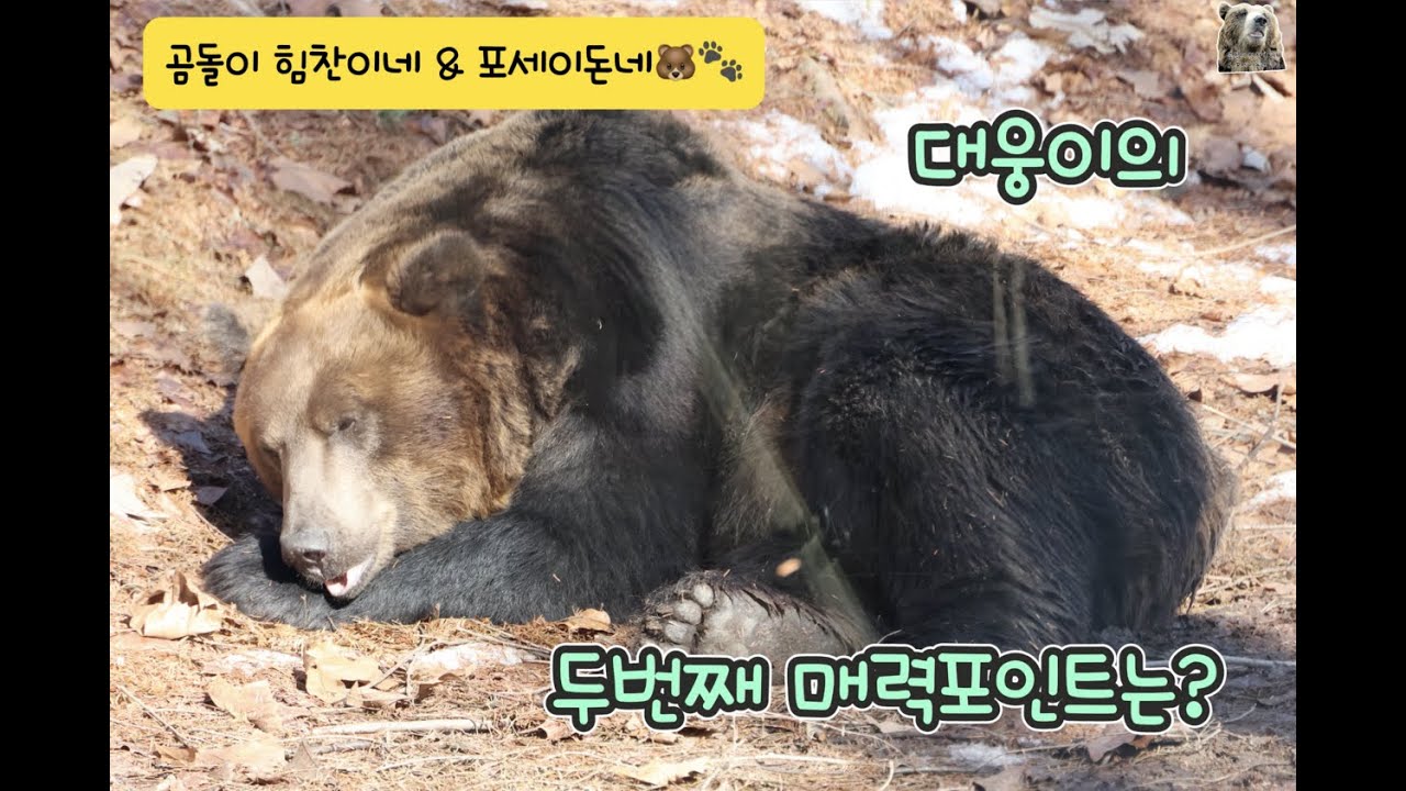 에버랜드 사파리의 불곰 대웅이의 매력 포인트 2 - YouTube