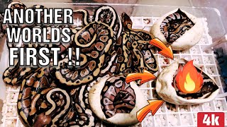 Celebrity BALL PYTHON CLUTCH !! EPIC ODDS !! Profile