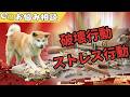 愛犬が物を壊す、飼い主も知らない本当の理由【秋田犬】