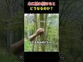 木に触れ続けると どうなるのか？