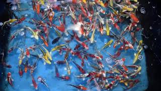 2021 - 10-12cm Assorted Variety Koi From Breeder Aoki