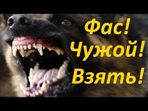 Видео: Как научить собаку Как закрыть двери