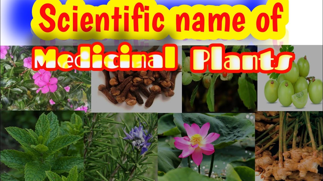 Scientific name of Medicinal plants Learn with MB YouTube