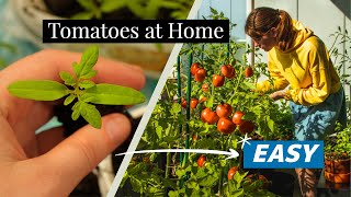 I grow Tomatoes on my Balcony