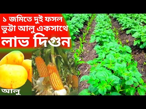 ভিডিও: আলু বপন: ফসল সংগ্রহ এবং সংরক্ষণের রহস্য