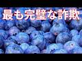 なぜブルーベリーはすべての人を“欺いた”と言われるのか？冷凍ブルーベリーのほうがむしろ推奨される理由とは？アントシアニンの真実とその驚くべき効果