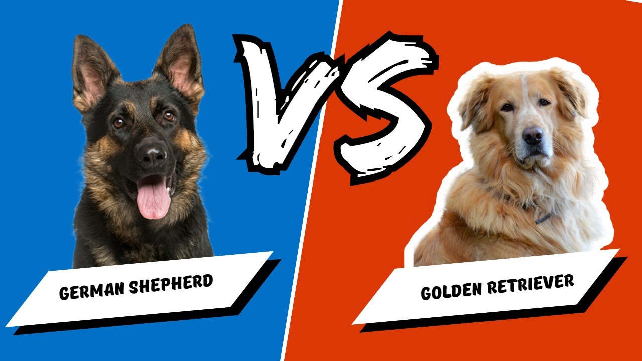 German Shepherd vs. Golden Retriever Which Is Best? Dog vs Dog YouTube