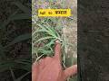 भिंडी में खरपतवार हटाए #farming #kisan