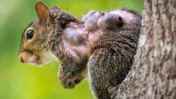 Removing An Immense Botfly Maggot Inside Squirrel (Part 2)