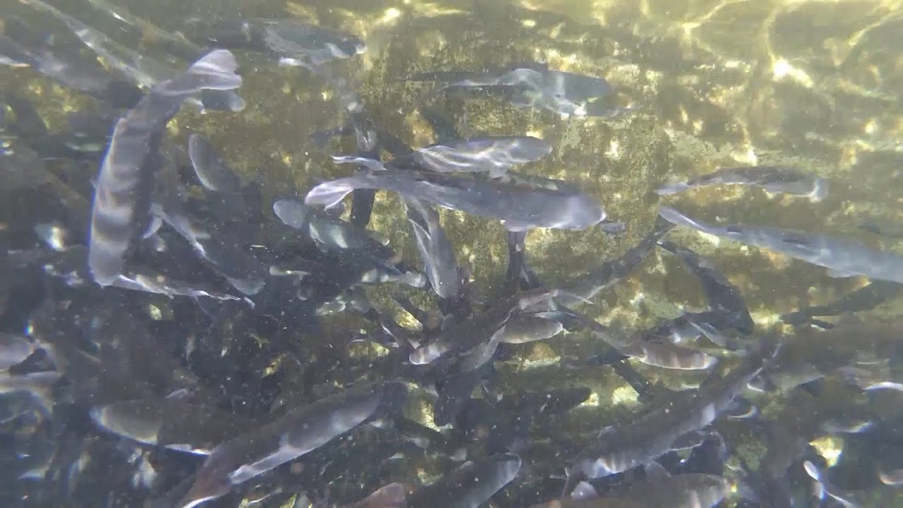 Pastrmski ribnjak na najvišoj nadmorskoj visini u Srbiji