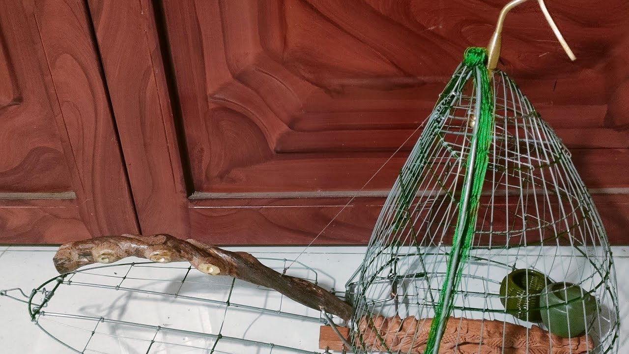 Lục cu bay dinh, bay dinh, lục lá phun thép điện lực quấn đồng xanh.