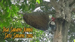 Pemanenan Madu Alami Dari Hutan Liar di Pohon Tinggi Besar | Find honey bee #apisdorsata || #part24