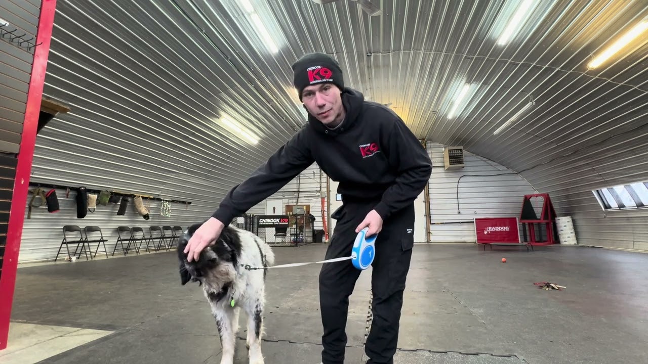 Obedience With Moose, Teaching a Dog “You Must”, Punishment vs. Correction