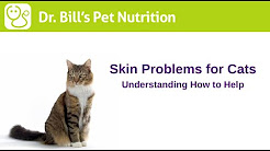 Skin Problems in Cats