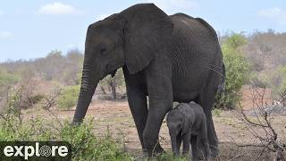 LIVE Elephant Cam: Tembe Elephant Park - South Africa - Africam | explore.org