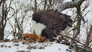 Decorah North Nest :  Warning: this video might be upsetting to some.DNF arrived with fox squirrel