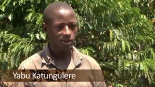 Stumping and Pruning Coffee