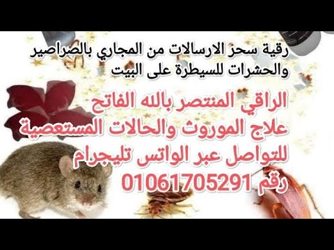 رقية سحر الارسالات من المجاري بالصراصير والحشرات الفئران والنمل رشوه في البيت للسيطرة على البيت رقية سحر الارسالات من المجاري بالصراصير والحشرات الفئران والنمل رشوه في البيت للسيطرة على البيت