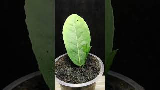 Growing leaf #timelapse #timelapsevideo #leaf #gardening