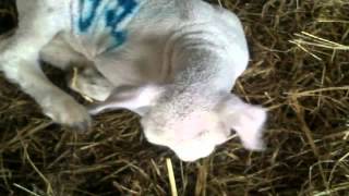 Lamb Harlem shake