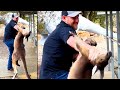 Kangaroo attacks a tourist  ozzy man reviews